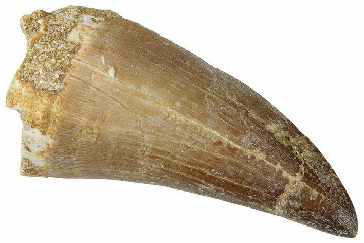 Fossil Mosasaur (Prognathodon) Tooth - Morocco #322612